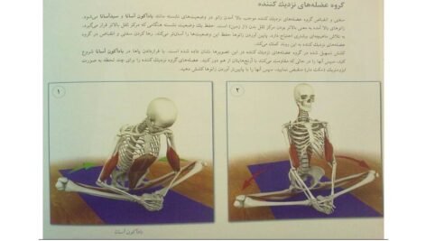 دانلود کتاب یوگا و آناتومی ری لانگ ۲۰۲ صفحه PDF