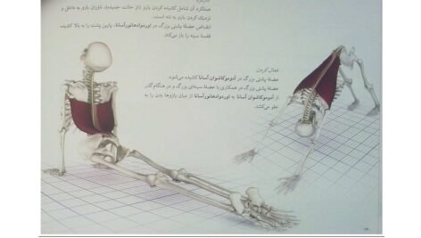 دانلود کتاب یوگا و آناتومی ری لانگ ۲۰۲ صفحه PDF