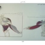 دانلود کتاب یوگا و آناتومی ری لانگ ۲۰۲ صفحه PDF