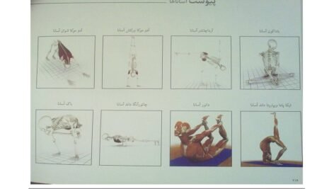 دانلود کتاب یوگا و آناتومی ری لانگ ۲۰۲ صفحه PDF